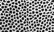 ANOPORE - 孔径 0.2µm - 无机氧化铝膜,SPI