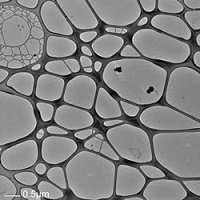 氧化石墨烯200-400目quantifoil铜网多孔支持膜