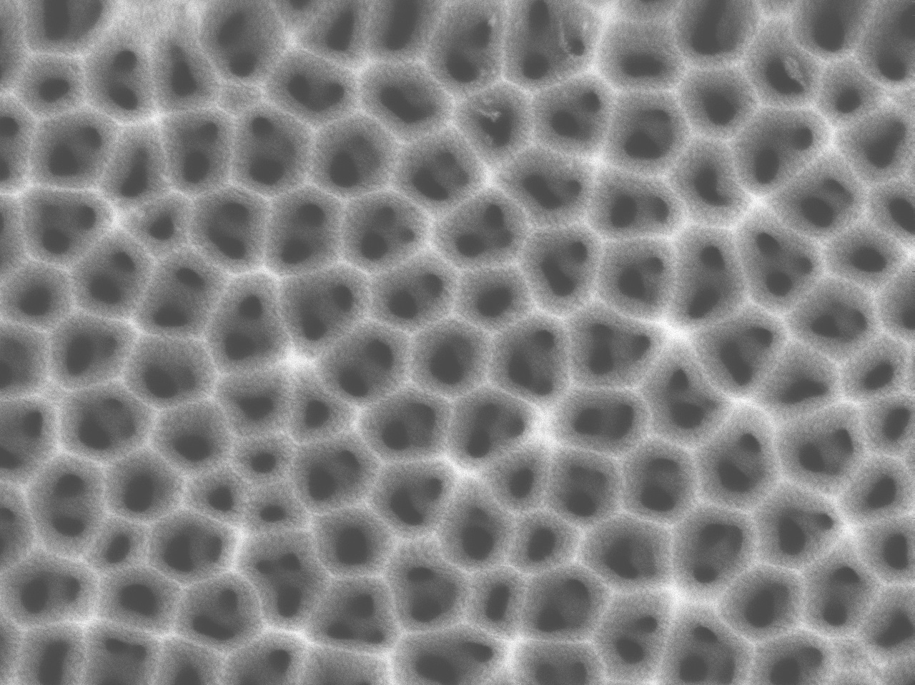 阳极氧化铝各向异性膜,Ø13mm,孔径2-4/5/10nm,SPI