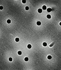 Nuclepore 聚碳酸酯轨道蚀刻膜,Ø13mm,孔径0.1-10um,SPI